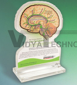 Brain Model in Acrylic Base